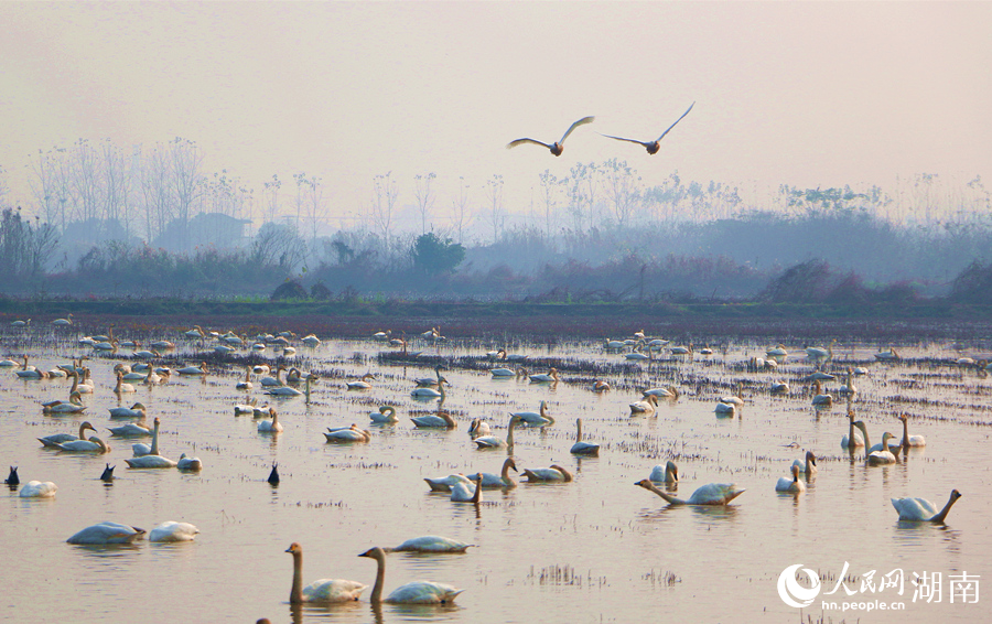 2026�����Խ��ˮ���48.43��ֻ