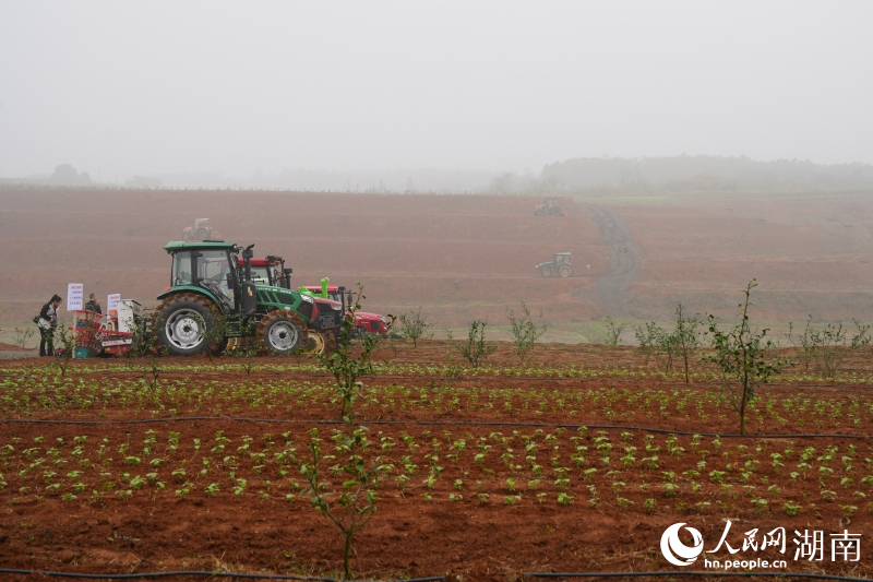 岳阳县荣家湾街道香柚果园。人民网记者 刘汕摄