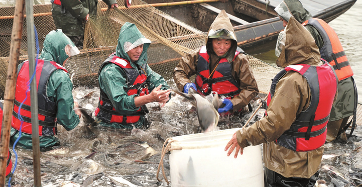 岳阳生态鲜鱼首次直供香港市场